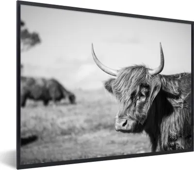 Produktbild von MuchoWow® Gerahmtes Poster Schottischer Highlander - Tiere - Schwarz - Weiß 80x60 cm - Poster mit Schwarzem Bilderrahmen Wandposter Rahmen Foto Bilder - Schwarzem - Mit Gestell