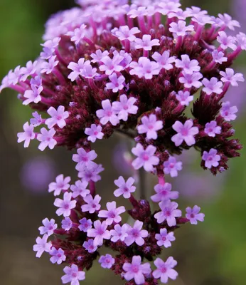 A close-up of a cluster of small purple flowers.