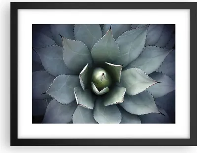 Produktbild von Gerahmtes Poster - Schwarzer Rahmen - Blau Blätter Agave - 40x30 cm - Wand Bild - Wanddeko - Wandbilder - Kunstposter - Wandposter - Bilderrahmen - Bilder - Kunstdruck - P2BAA40x30-5133