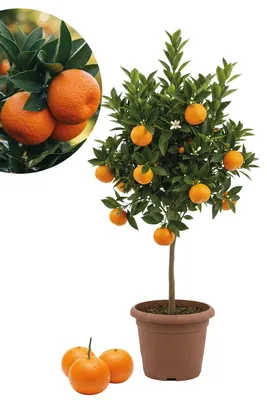 Produktbild von Enseleits Mandarinenbaum, Citrus mitis, Zwergorange, Zitrusbaum kaufen