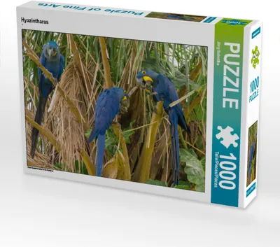 Produktbild von CALVENDO Puzzle Hyazintharas | 1000 Teile Lege-Größe 64x48cm Foto-Puzzle für glückliche Stunden