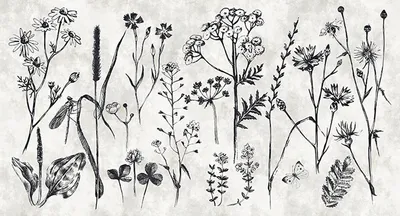 Produktbild von Tadessi Fototapete | Blumen | 5.00 m x 2.70 m | Weiß | Schwarz | Wandbild | Digitaldruck