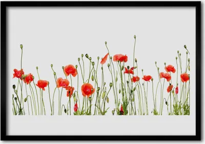 Produktbild von Bild 100x70 MDF-Rahmen Wandkunst Die Pflanze Mohn Natur