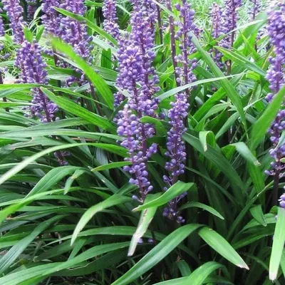 Productafbeelding van 6 x Leliegras - Liriope muscari 'Evergreen Giant' | Pot van 9cm x 9cm