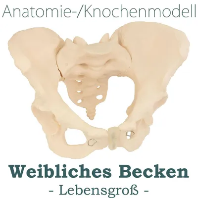 Produktbild von Anatomie Skelett Modell Lebensgroßes Knochenmodell Anatomisches Beckenbodenmodell Modell des Weiblichen Beckens Pelvis Lebensgroß Becken Modell Frau MedMod