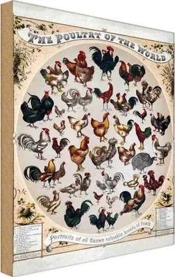 Produktbild von vianmo Holzschild 18x12 cm Geflügelart the poultry of worls Dekoration