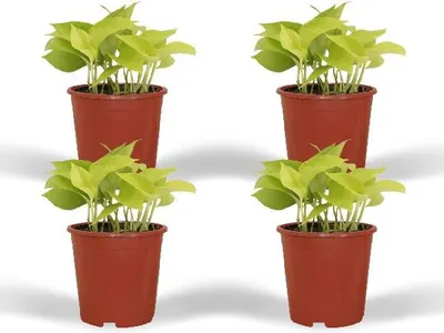 Produktbild von Efeutute Epipremnum Golden Pothos Scindapsus 4 Zimmerpflanzen Ø12cm 15cm Höhe