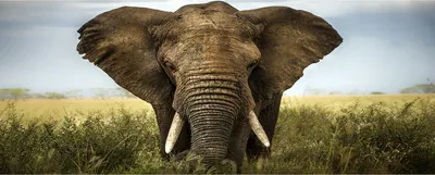 Produktbild von Tulup® Glas-Bild Wandbild aus Glas - 125x50 - Wandkunst - Wandbild hinter gehärtetem Sicherheitsglas - Dekorative Wand für Küche & Wohnzimmer  - Tiere - Elefant Savanne - Braun