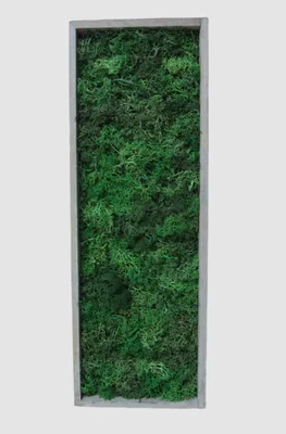 Produktbild von Moosbild mit echtem konserviertem Moos 40 x 14cm grau