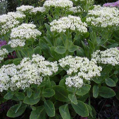 Obrázok produktu pre 6 x rozchodník  - Sedum spectabile 'Stardust'  | Kvetináč 9 cm x 9 cm