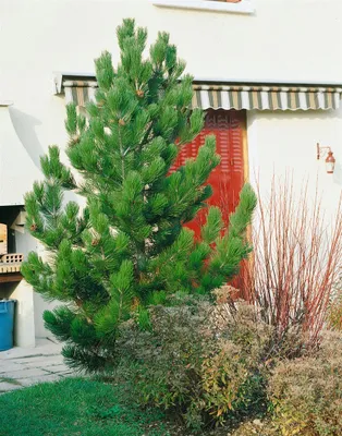 Produktbild von Pinus ponderosa, Gelb-Kiefer, 60–80 cm