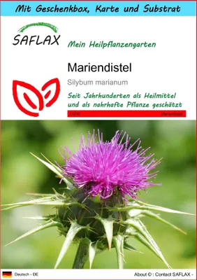 Produktbild von SAFLAX - Geschenk Set - Heilpflanzen - Mariendistel - 75 Samen - Mit Geschenk- / Versandbox, Versandaufkleber, Geschenkkarte und Anzuchtsubstrat - Silybum marianum