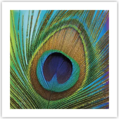 Produktbild von Poster - Poster ohne Rahmen - Pfauen Federn Regenbogen - 50x50 cm - Wand Bild - Wanddeko - Wandbilder - Kunstposter - Wandposter - Bilder - Kunstdruck - Wanddekoration - Wandbild - P2XAC50x50-4385