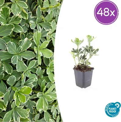 Produktbild von Pachysandra term. Variegata' | 48 Stück - 10-25cm - Ø9cm - Gartenpflanze