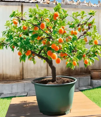Produktbild von BALDUR-Garten 1x Mini-Aprikosenbaum 'Orange Beauty', Pflanze im 23 cm-Topf, Prunus armeniaca, winterhart, mehrjährig, pflegeleicht, selbstfruchtend, kleinbleibendes Bäumchen für Beet & Kübel