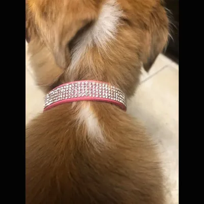 Produktbild von Strass Hundenhalsband und Leine für kleine und mittelgroße Hunde