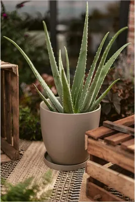 Produktbild von Wikholm form Design Untersetzer Terrakotta grün ⌀ 28,5 cm