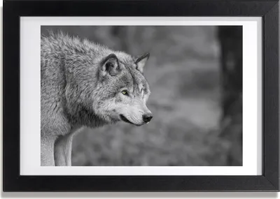 Produktbild von Bild 30x20 MDF-Rahmen, Wandkunst grauer Wolf