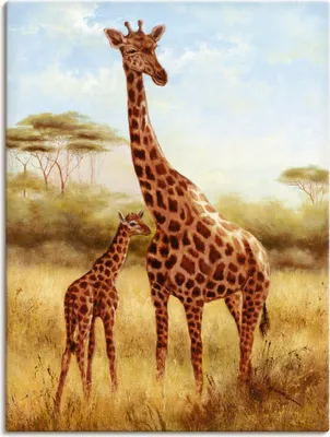 Produktbild von ARTland Leinwandbild Giraffe Größe: 60x80 cm