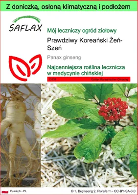 Zdjęcie produktu dla SAFLAX - Garden to go - Prawdziwy Koreański Żeń-Szeń - 10 Nasiona - Z doniczką, pokrywą klimatyczną i podłożem do uprawy - Panax ginseng