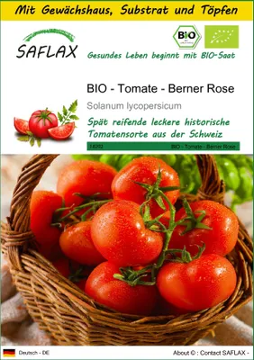 Produktbild von SAFLAX Anzucht Set - BIO - Tomate - Berner Rose - Solanum lycopersicum - 10 Samen - Mit Mini-Gewächshaus, Anzuchtsubstrat und 2 Töpfen