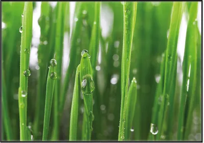 Produktbild von Wallario Wandbild Wassertropfen an Grashalmen, Größe: 70,30 x 100,30 cm, Poster mit schwarzem Aluminiumrahmen