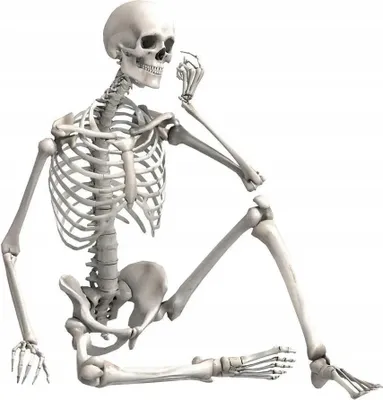 Immagine prodotto di Scheletro umano modello 90cm scheletro decorativo modello anatomico educativo per scuola o arredamento d'interni