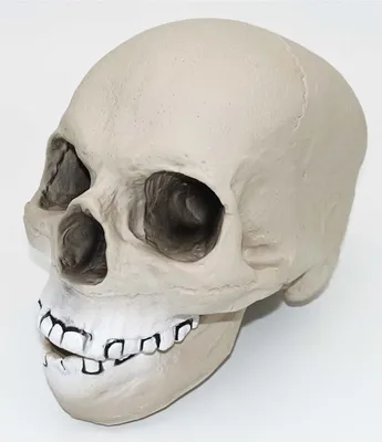 Produktbild von Totenkopf für die Halloween Party
