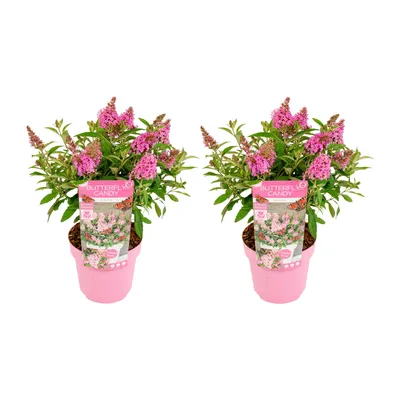 Produktbild von Bloomique - 2er-Set - Buddleja Butterfly Little Pink - Schmetterlingsflieder - Gartenpflanzen - Winterhart - 30-40 cm Hoch - Topf 19 cm