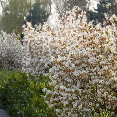 Produktbild von Bakker.com - Kupfer-Felsenbirne, Der topf / 2L / Lieferhöhe 60-80cm
