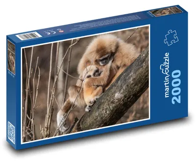 Zdjęcie produktu dla martinpuzzle - Puzzle 2000 - Giboni