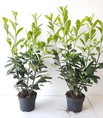 Produktbild von 10 Kirschlorbeer- Pflanzen, Prunus laurocerasus Novita, Pflanzenhöhe: 60-80 cm, Heckenpflanzen immergrün und winterhart