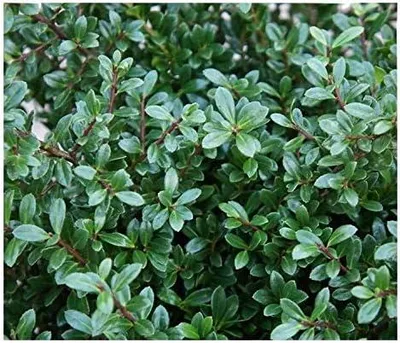 Produktbild von Stauden Gänge 100 x Ilex crenata 'Stokes' - Niedriger Berg Ilex - Zeitlose Schönheit für Ihren Garten - Top für Hecken - Buchsbaum Ersatz / Immergrün