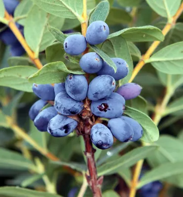 Produktbild von Kamtschatka-Heckenkirsche ´BLUE MOON´ 15-20 cm, Cont. 2,5 l