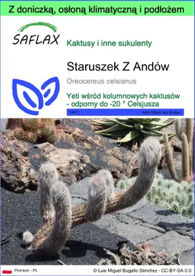 Zdjęcie produktu dla SAFLAX - Garden to go - Staruszek Z Andów - 40 Nasiona - Z doniczką, pokrywą klimatyczną i podłożem do uprawy - Oreocereus celsianus