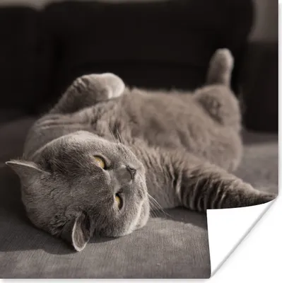Produktbild von MuchoWow® Poster Tier - Katze - Grau 30x30 cm - Wandposter - Printing