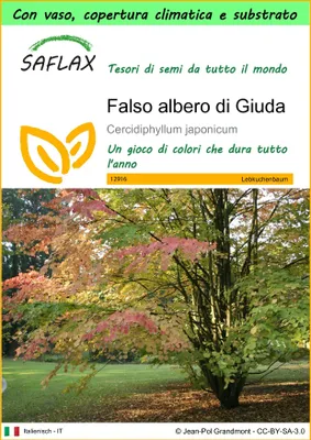 Immagine prodotto di SAFLAX Garden to go - Falso albero di Giuda - 200 semi - Cercidiphyllum
