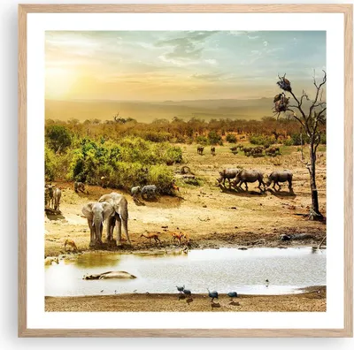 Produktbild von Gerahmtes Poster - Rahmen in heller Eiche - Safari Tiere - 60x60 cm - Wand Bild - Wanddeko - Wandbilder - Kunstposter - Wandposter - Bilderrahmen - Bilder - Kunstdruck - Wandbild - P2NAC60x60-3880