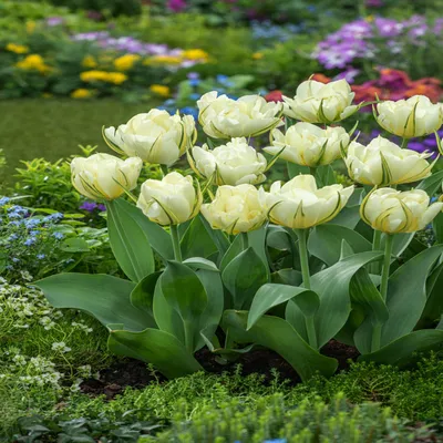 Zdjęcie produktu dla Tulipan Pełny Sweet Valley 5 szt. Tulipany Cebulki Tulipanów Cebule