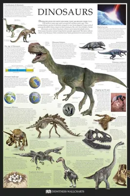 Immagine prodotto di Educazione - Dinosauri - Poster educativi Dorling Kindersley - Stampa poster