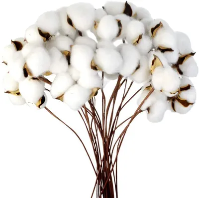 Produktbild von Alamro Baumwolle Zweig Natürlich Stängel Bauernhaus Getrocknete Blumen Baumwollzweige Baumwollpflanze Künstliche Trockenblumen (20 Stück)
