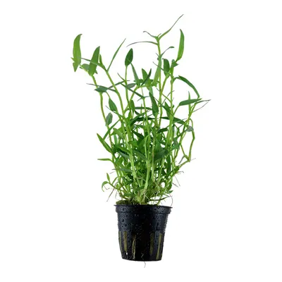 Produktbild von Murdannia keisak Bambus Nr.135 Topf Wasserpflanze
