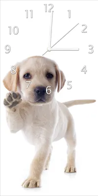 Produktbild von Wallario Design Wanduhr Süßer Labrador-Welpe sagt Hallo aus Echtglas, Größe 30 x 60 cm