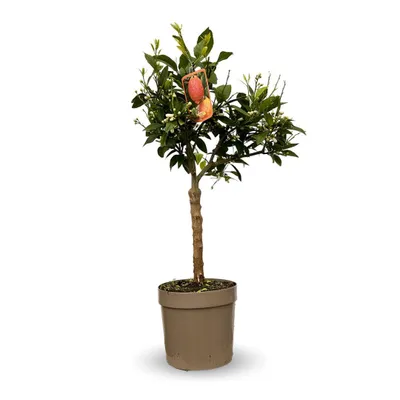 Image de Citronnier rosso - agrume méditerranéen - arbre fruitier - ↕ 75-85 cm - ⌀ 22 cm