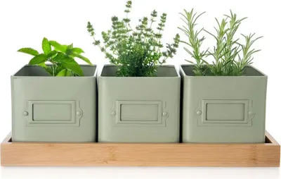 Three herb pots with plants on a bamboo tray against a white background.