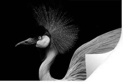 Produktbild von MuchoWow® Wandtattoo Wandsticker Wandaufkleber Kranich - Schwarz - Weiß - Vogel - Tiere 30x20 cm Selbstklebend und Repositionierbar - Wierderverwendbar - Selbstklebend