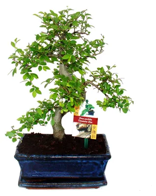 Produktbild von Bonsai Chinesische Ulme - Ulmus parviflora - ca. 8 Jahre
