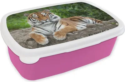Obrázek produktu pro KitchenYeah® Lunchbox Obědový box 17x11 cm Tygr - Příroda - Kameny Dětský obědový box - Obědový balíček - Krabička na chléb - Sendvičový box
