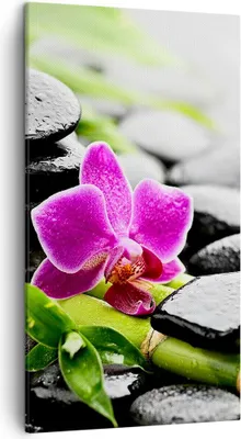 Produktbild von Bild auf Leinwand - Leinwandbild - Pflanze Steine Bambus Spa - 45x80cm - Wand Bild - Wanddeko - Leinwanddruck - Bilder - Kunstdruck - Wanddekoration - Leinwand bilder - Wandkunst - PA45x80-2681