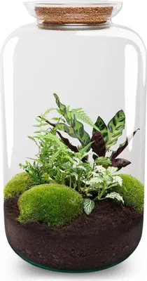 Obrázek produktu pro Botanická láhev Sven XL – Stavebnice terária pro kutily – ↕43 cm – Sada rostlin pro kutily – Sada s korkovým víkem – Samostatný ekosystém
